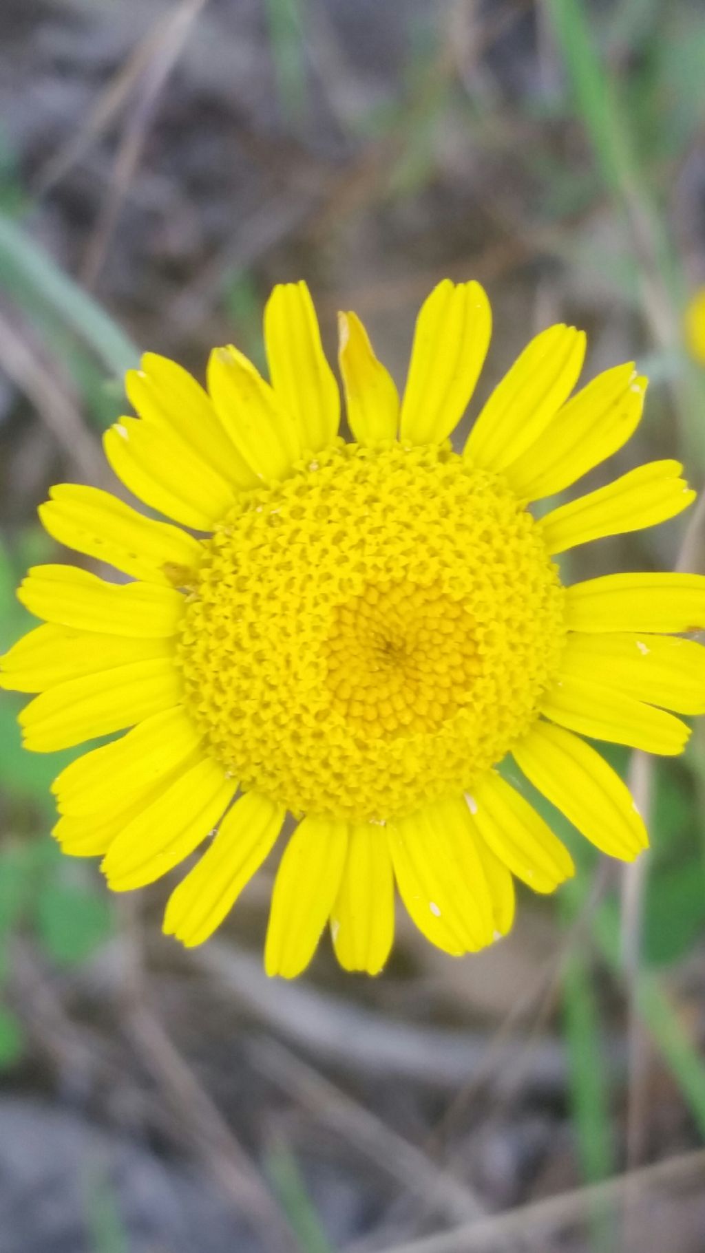 Cota tinctoria (Asteraceae)